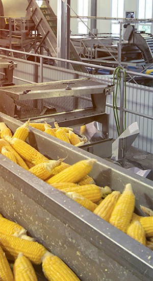 corn food processing conveyor